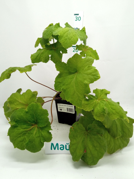 Гейхера Арт Нуво (Art Nouveau) купить с доставкой