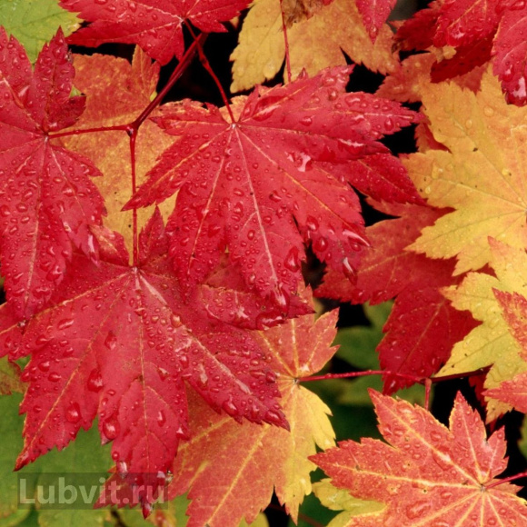 Клен Сахарный (Saccharum) купить с доставкой