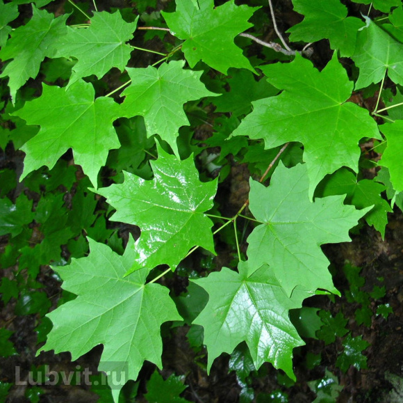 Клен Сахарный (Saccharum) купить с доставкой