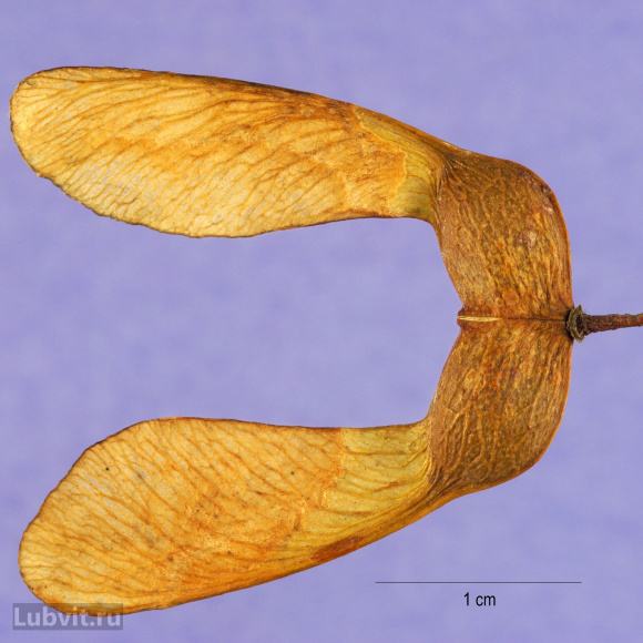 Клен Сахарный (Saccharum) купить с доставкой