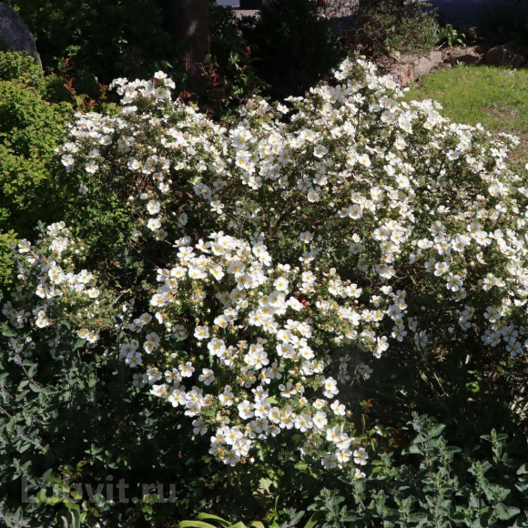 Лапчатка Абботсвуд (Abbotswood) купить с доставкой