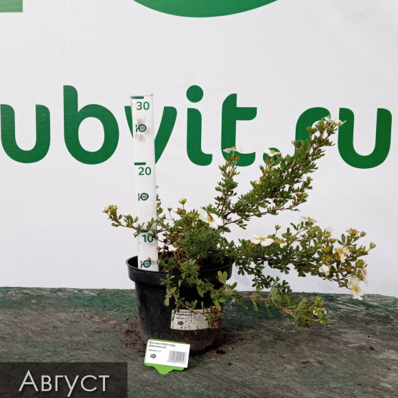 Лапчатка Абботсвуд (Abbotswood) купить с доставкой