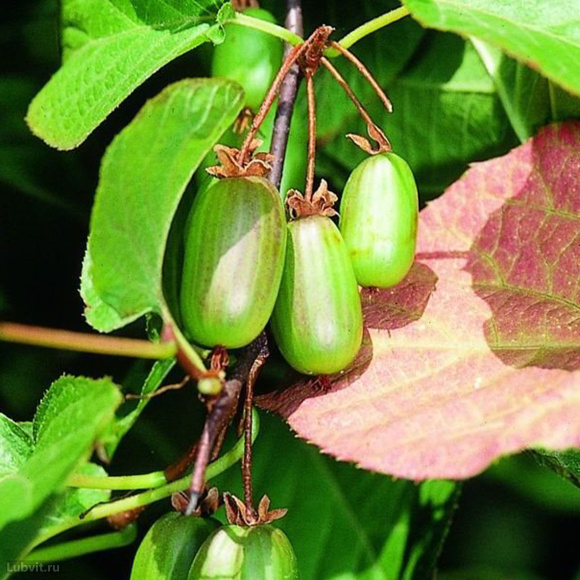 Актинидия Доктор Шимановский (Dr. Shimanovsky) купить с доставкой