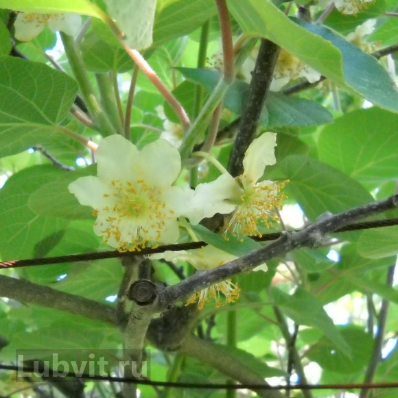 Актинидия Доктор Шимановский (Dr. Shimanovsky) купить с доставкой