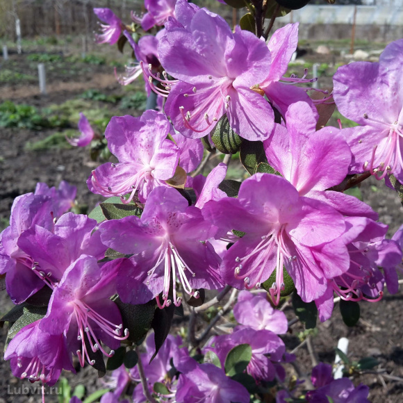 Рододендрон сихотинский Розово-сиреневый купить с доставкой