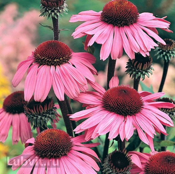 Эхинацея Красная Шляпа купить с доставкой