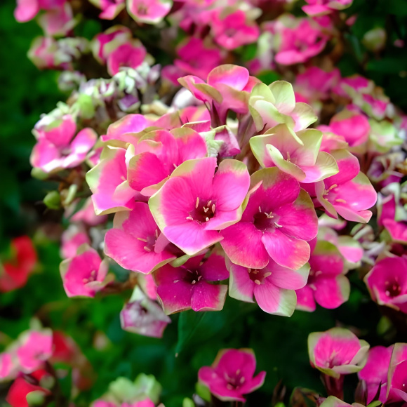 Флокс Неон Ореол (Neon Aureole) купить с доставкой