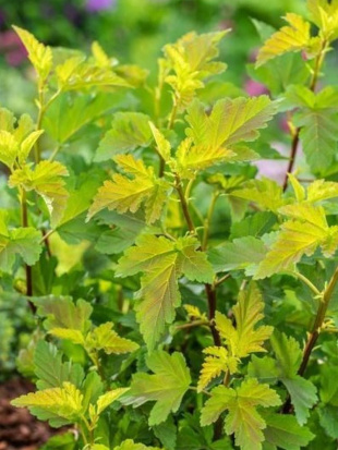 Пузыреплодник Литтл Лина (Little Leena)