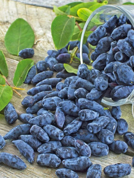 Жимолость Хоней Би купить с доставкой