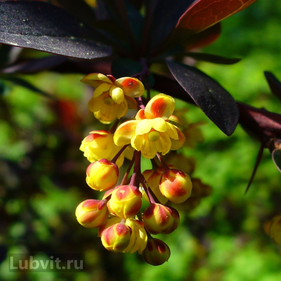 Барбарис Аурикома (Auricoma) купить с доставкой