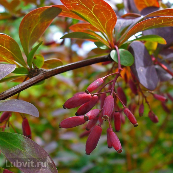 Барбарис Аурикома (Auricoma) купить с доставкой