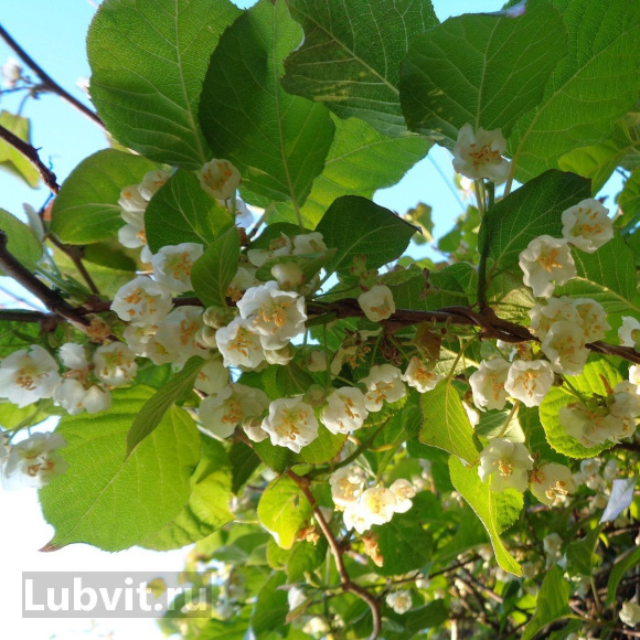 Актинидия Колбасиной купить с доставкой