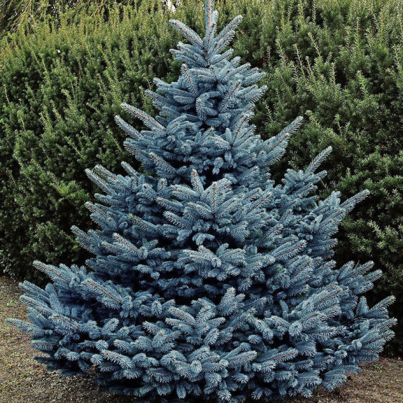 Ель Голубая Кебаб (Kaibab) купить с доставкой