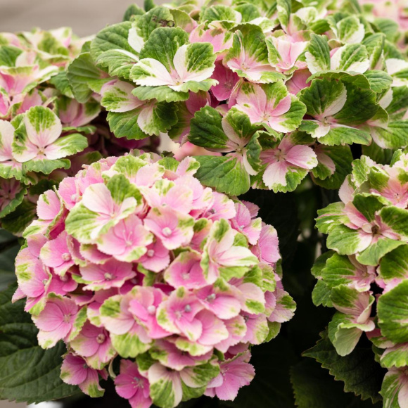Гортензия Мэджикал Кристал (Magical Crystal) крупнолистная купить с доставкой