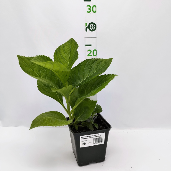 Гортензия Мэджикал Кристал (Magical Crystal) крупнолистная купить с доставкой