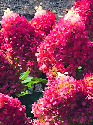 Гортензия Ред Вельвет (Red Velvet) метельчатая