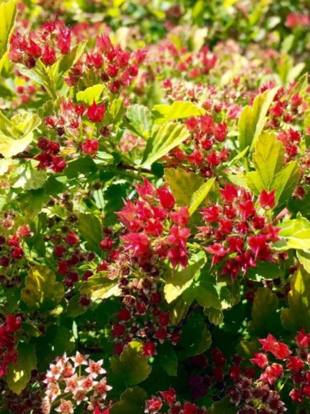 Пузыреплодник Меджикал Распберри Лемонад (Magical Raspberry Lemon) купить с доставкой