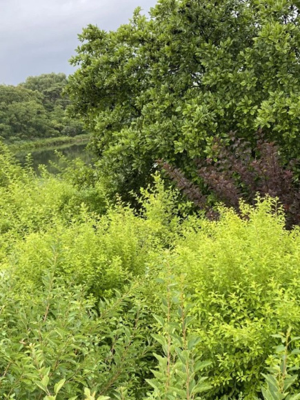 Пузыреплодник Меджикал Распберри Лемонад (Magical Raspberry Lemon) купить с доставкой