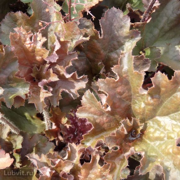 Гейхера Капучино (Cappuccino) купить с доставкой