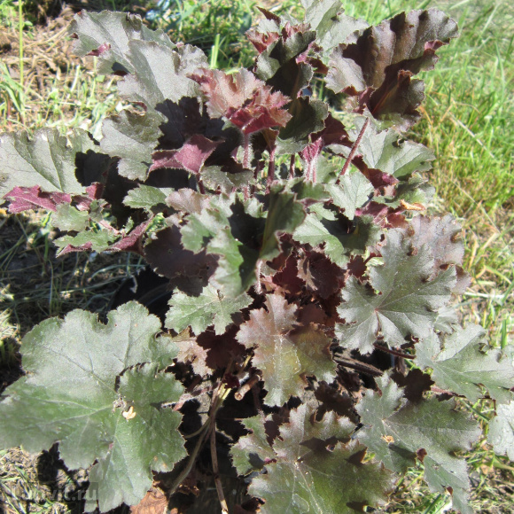 Гейхера Капучино (Cappuccino) купить с доставкой