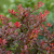 Барбарис Атропурпурея (Atropurpurea) купить с доставкой