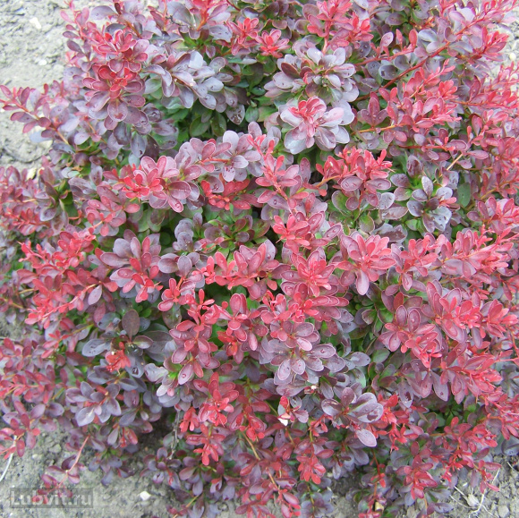 Барбарис Атропурпурея (Atropurpurea) купить с доставкой