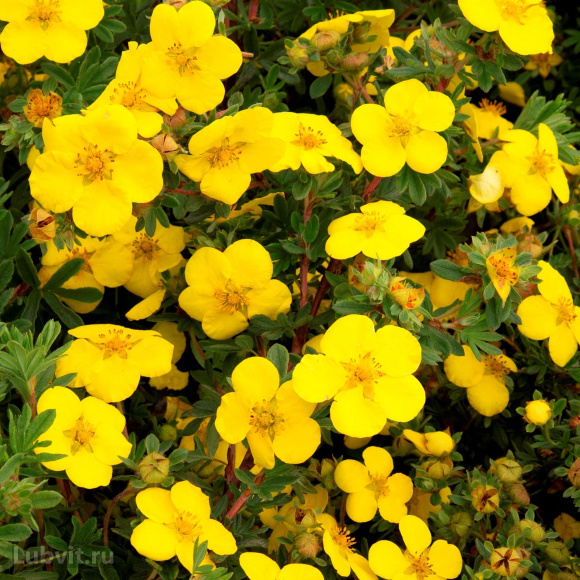 Лапчатка Голдстар (Goldstar) купить с доставкой