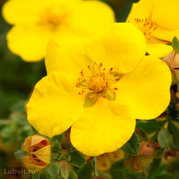 Лапчатка Голдстар (Goldstar) купить с доставкой