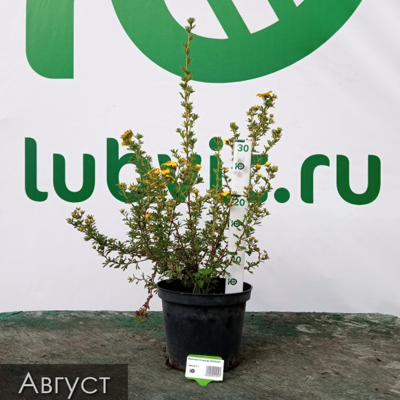 Лапчатка Голдстар (Goldstar) купить с доставкой