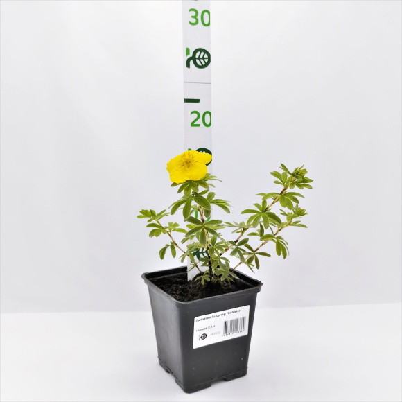 Лапчатка Голдстар (Goldstar) купить с доставкой