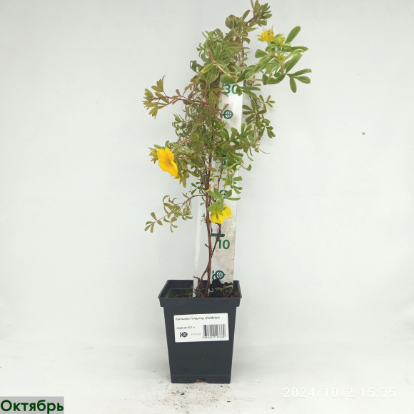 Лапчатка Голдстар (Goldstar) купить с доставкой