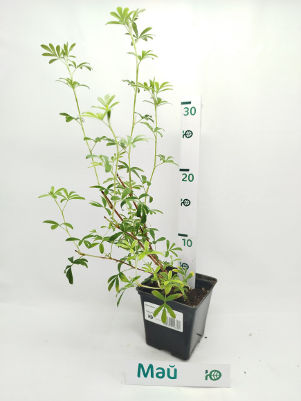 Лапчатка Голдстар (Goldstar) купить с доставкой