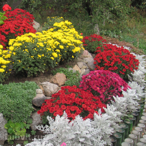 Хризантема мультифлора махровая бордовая купить с доставкой