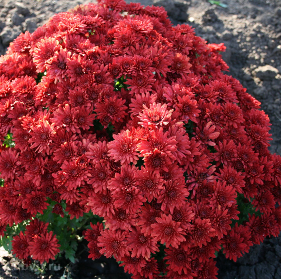 Хризантема мультифлора махровая бордовая купить с доставкой