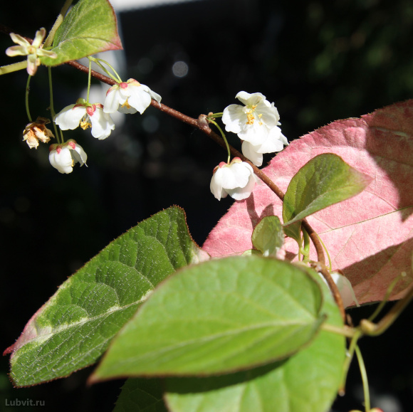 Актинидия Находка купить с доставкой