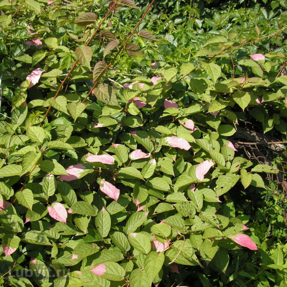 Актинидия Находка купить с доставкой