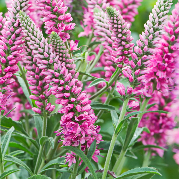 Вероника Хайдекинд (Heidekind) купить с доставкой