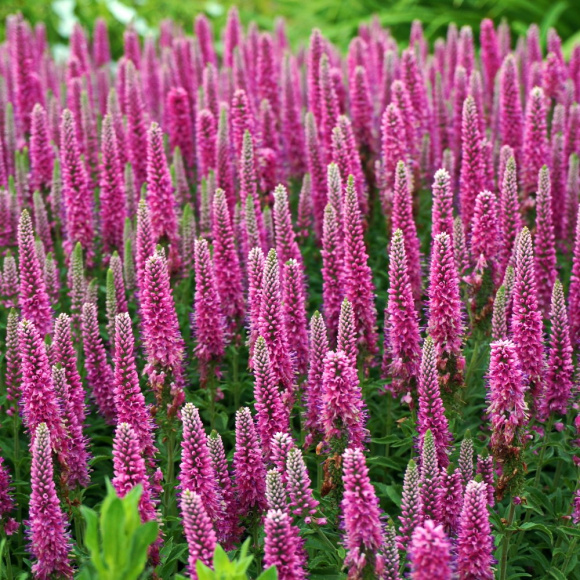 Вероника Хайдекинд (Heidekind) купить с доставкой