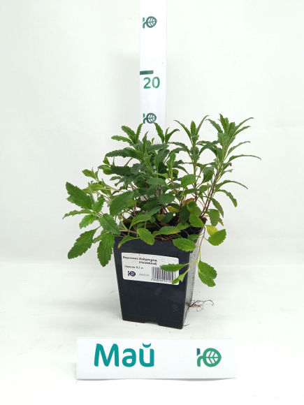 Вероника Хайдекинд (Heidekind) купить с доставкой