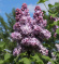 Сирень Андрюша Громов купить с доставкой
