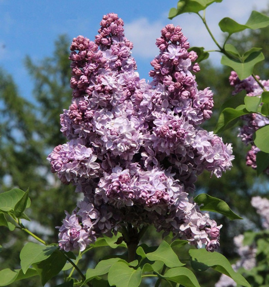 Сирень Андрюша Громов купить с доставкой