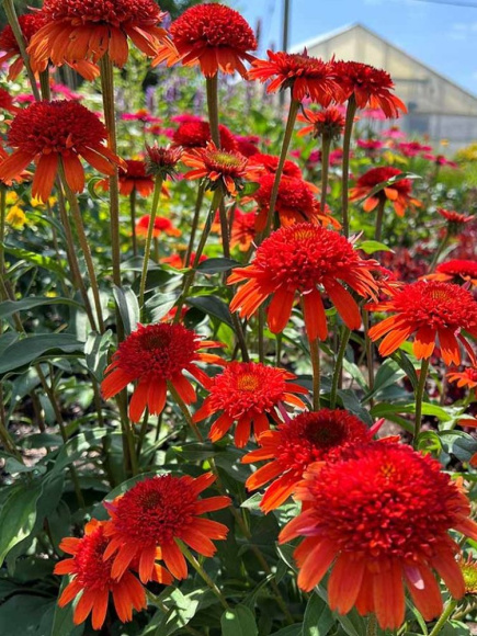 Эхинацея Свит Чили (Sweet Chili) купить с доставкой