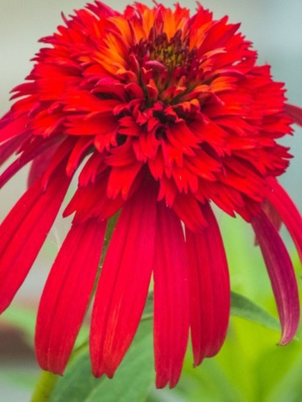 Эхинацея Свит Чили (Sweet Chili) купить с доставкой