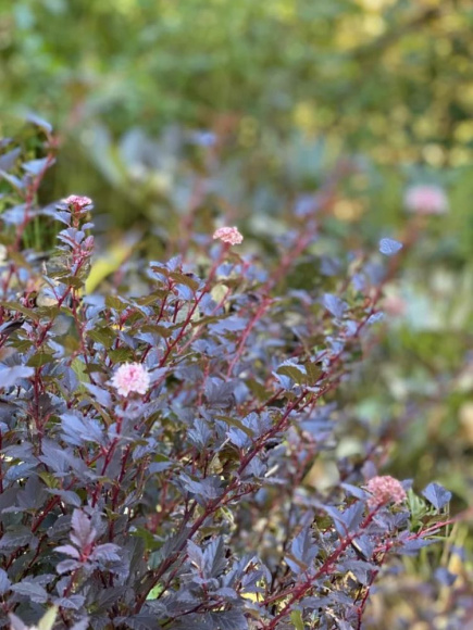 Пузыреплодник Мэджикал Свит Черри Ти (Magical Sweet Cherry Tea) купить с доставкой