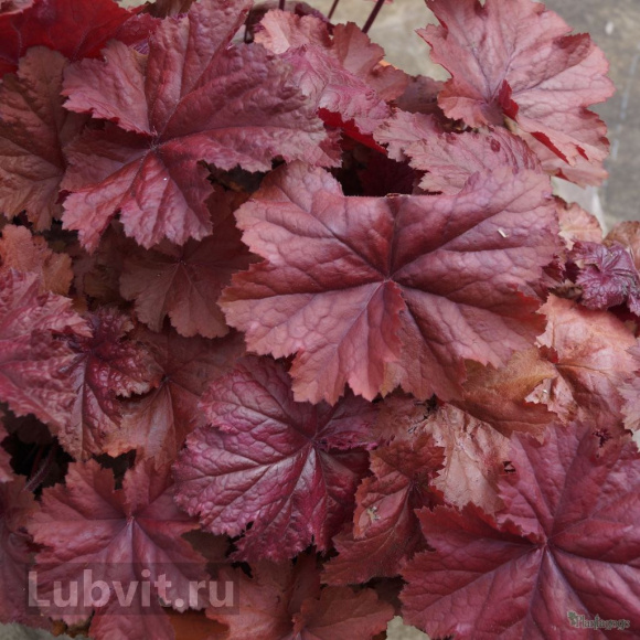 Гейхера Божоле (Beaujolais) купить с доставкой