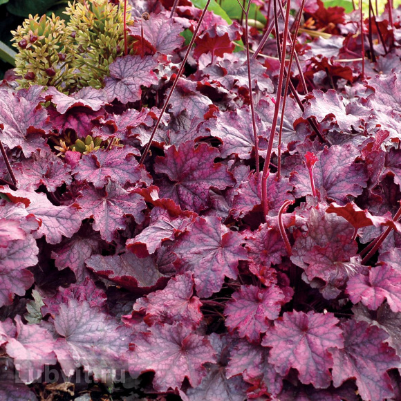 Гейхера Миднайт Байю (Midnight Bayou) купить с доставкой