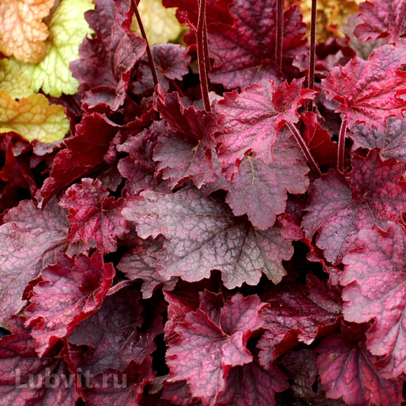 Гейхера Миднайт Байю (Midnight Bayou) купить с доставкой