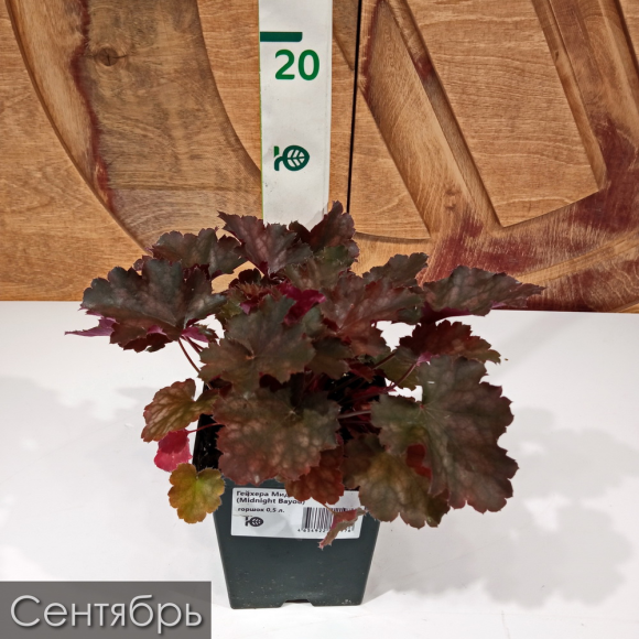 Гейхера Миднайт Байю (Midnight Bayou) купить с доставкой