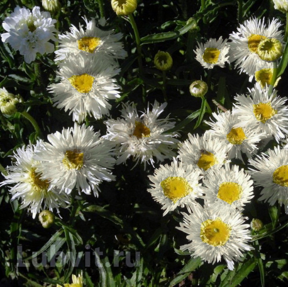 Нивяник Голдрауш (Goldrausch) купить с доставкой