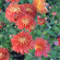 Хризантема Клеопатра купить с доставкой